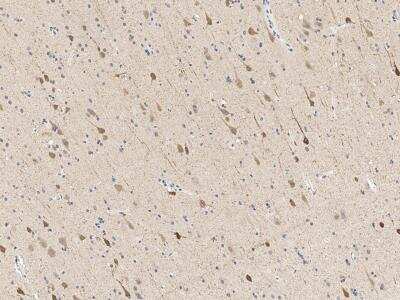 Immunohistochemistry-Paraffin: PCP4 Antibody [NBP3-14649] - Immunochemical staining of human PCP4 in human brain with rabbit polyclonal antibody at 1:200 dilution, formalin-fixed paraffin embedded sections.