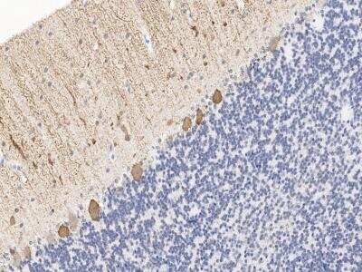 Immunohistochemistry-Paraffin: PCP4 Antibody [NBP3-14649] - Immunochemical staining of human PCP4 in monkey cerebellum with rabbit polyclonal antibody at 1:200 dilution, formalin-fixed paraffin embedded sections.