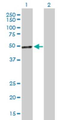 Western Blot: PCPE-1/PCOLCE Antibody [H00005118-B01P] - Analysis of PCOLCE expression in transfected 293T cell line by PCOLCE polyclonal antibody.  Lane 1: PCOLCE transfected lysate(49.39 KDa). Lane 2: Non-transfected lysate.