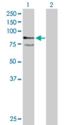 Western Blot: PCPTP1 Antibody [H00005801-B01P] - Analysis of PTPRR expression in transfected 293T cell line by PTPRR polyclonal antibody.  Lane 1: PTPRR transfected lysate(72.27 KDa). Lane 2: Non-transfected lysate.