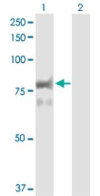 Western Blot: PCPTP1 Antibody [H00005801-D01P] - Analysis of PTPRR expression in transfected 293T cell line by PTPRR polyclonal antibody.Lane 1: PTPRR transfected lysate(73.90 KDa).Lane 2: Non-transfected lysate.