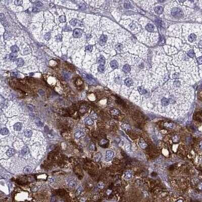 Immunohistochemistry-Paraffin: PCSK1N Antibody [NBP1-80797] - Staining of human adrenal gland.