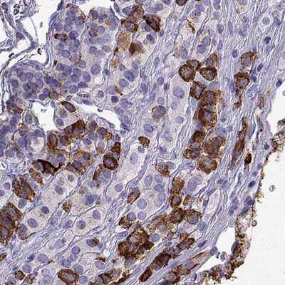 Immunohistochemistry-Paraffin: PCSK1N Antibody [NBP1-80797] - Staining of human pituitary gland.