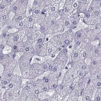 Immunohistochemistry-Paraffin: PCSK1N Antibody [NBP1-80797] - Staining of human liver.