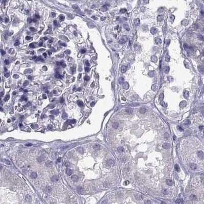 Immunohistochemistry-Paraffin: PCSK1N Antibody [NBP1-80797] - Staining of human kidney.