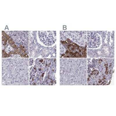 Immunohistochemistry-Paraffin PCSK1N Antibody - BSA Free