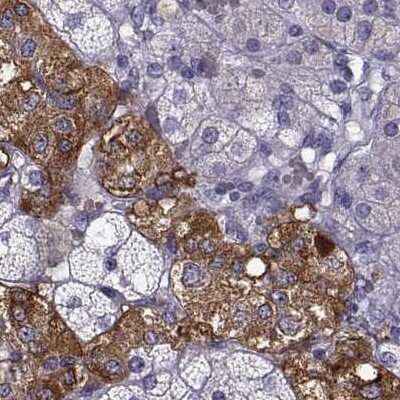 Immunohistochemistry-Paraffin: PCSK1N Antibody [NBP2-49423] - Staining of human adrenal gland.