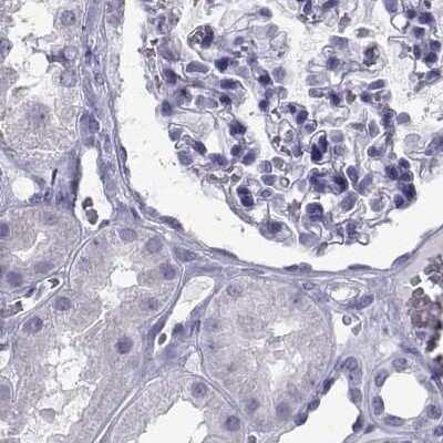 Immunohistochemistry-Paraffin: PCSK1N Antibody [NBP2-49423] - Staining of human kidney.