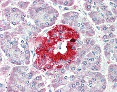 Immunohistochemistry-Paraffin: PCSK1N Antibody [NBP2-69986] -  (5ug/ml) staining of paraffin embedded Human Pancreas. Steamed antigen retrieval with citrate buffer pH 6, AP-staining.