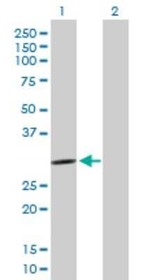 Western Blot: PCSK1N Antibody [H00027344-B01P] - Analysis of PCSK1N expression in transfected 293T cell line by PCSK1N polyclonal antibody.  Lane 1: PCSK1N transfected lysate(28.6 KDa). Lane 2: Non-transfected lysate.