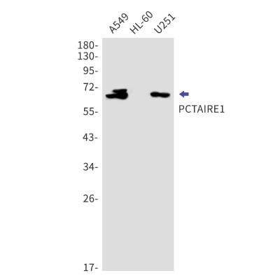 Western Blot: PCTAIRE1 Antibody (S05-6F5) [NBP3-19982] - Western blot detection of PCTAIRE1 in A549, HL-60, U251 cell lysates using NBP3-19982 (1:1000 diluted). Predicted band size: 56kDa. Observed band size: 65kDa.