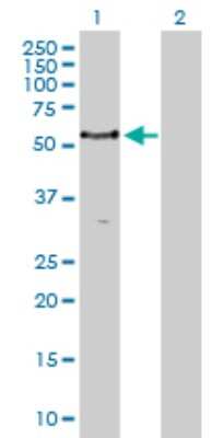 Western Blot: PCTAIRE1 Antibody [H00005127-D01P] - Analysis of PCTK1 expression in transfected 293T cell line by PCTK1 polyclonal antibody.Lane 1: PCTK1 transfected lysate(55.70 KDa).Lane 2: Non-transfected lysate.