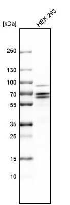 Western Blot: PCTAIRE1 Antibody [NBP1-92248] - Analysis in human cell line HEK 293.