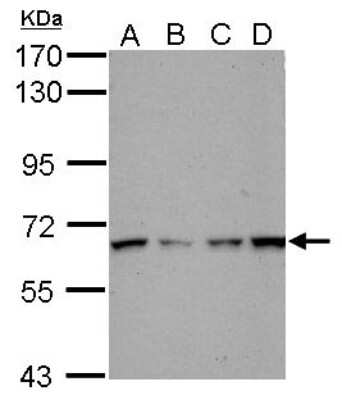 Western Blot: PCTAIRE1 Antibody [NBP2-19732] - Sample (30 ug of whole cell lysate) A: 293T B: A431 C: HeLa D: HepG2 7. 5% SDS PAGE gel, diluted at 1:1000.