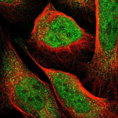 Immunocytochemistry/Immunofluorescence: PCTAIRE2 Antibody [NBP1-87316] - Staining of human cell line U-2 OS shows positivity in nucleus but not nucleoli and cytoplasm. Antibody staining is shown in green.