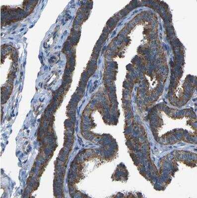 Immunohistochemistry-Paraffin: PCTAIRE2 Antibody [NBP1-87316] - Staining of human fallopian tube shows moderate to strong cytoplasmic positivity in glandular cells.