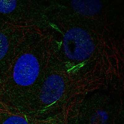 Immunocytochemistry/Immunofluorescence: PCTAIRE3 Antibody [NBP1-92249] - Staining of human cell line MCF7 shows localization to actin filaments. Antibody staining is shown in green.
