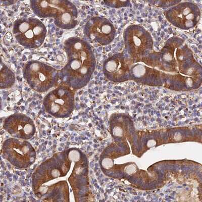 Immunohistochemistry-Paraffin: PCTAIRE3 Antibody [NBP1-92249] - Staining of human duodenum shows moderate to strong cytoplasmic positivity in glandular cells.