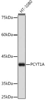 Western Blot: PCYT1A Antibody (1D9L4) [NBP3-16616] - Western blot analysis of extracts of K-562 cells, using PCYT1A Rabbit mAb (NBP3-16616) at 1:1000 dilution. Secondary antibody: HRP Goat Anti-Rabbit IgG (H+L) at 1:10000 dilution. Lysates/proteins: 25ug per lane. Blocking buffer: 3% nonfat dry milk in TBST. Detection: ECL Basic Kit. Exposure time: 10s.