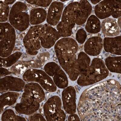 Immunohistochemistry-Paraffin: PCYT2 Antibody [NBP1-83952] - Staining of human Kidney shows strong granular cytoplasmic positivity in cells in tubules.