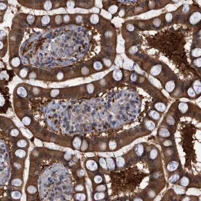 Immunohistochemistry-Paraffin: PCYT2 Antibody [NBP1-83952] - Staining of human Small intestine shows strong granular cytoplasmic positivity in glandular cells.