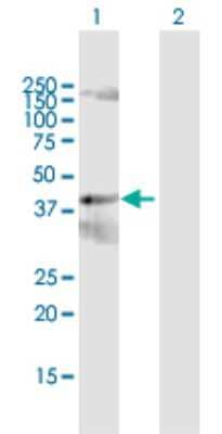 Western Blot: PCYT2 Antibody [H00005833-D01P] - Analysis of PCYT2 expression in transfected 293T cell line by PCYT2 polyclonal antibody.Lane 1: PCYT2 transfected lysate(43.80 KDa).Lane 2: Non-transfected lysate.