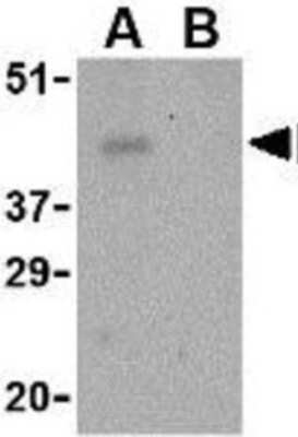 Western Blot: PD-1 Antibody [NBP1-77277] - THP-1 cell lysate with PD-1 antibody at 1 ug/ml in the (A) absence and (B) presence of blocking peptide.