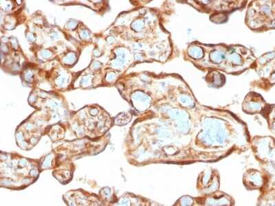 Immunohistochemistry-Paraffin: PD-ECGF/Thymidine Phosphorylase Antibody (P-GF.44C) [NBP2-53395] - Formalin-fixed, paraffin-embedded human Placenta stained with Thymidine Phosphorylase / PD-ECGF Monoclonal Antibody (P-GF.44C).