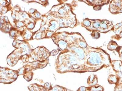 Immunohistochemistry-Paraffin: PD-ECGF/Thymidine Phosphorylase Antibody (P-GF.44C) [NBP2-54404] - Formalin-fixed, paraffin-embedded human Placenta stained with Thymidine Phosphorylase / PD-ECGF Monoclonal Antibody (P-GF.44C).