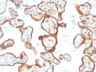 Immunohistochemistry-Paraffin: PD-ECGF/Thymidine Phosphorylase Antibody (SPM322) - Azide and BSA Free [NBP2-54403] - Formalin-fixed, paraffin-embedded human Placenta stained with Thymidine Phosphorylase / PD-ECGF Monoclonal Antibody (SPM322).