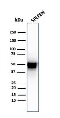 Western Blot: PD-ECGF/Thymidine Phosphorylase Antibody (SPM322) - Azide and BSA Free [NBP2-54403] - Western Blot Analysis of human spleen tissue lysate using PD-ECGF/Thymidine Phosphorylase Monoclonal Antibody (SPM322).