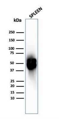 Western Blot: PD-ECGF/Thymidine Phosphorylase Antibody (TYMP/2890R) - Azide and BSA Free [NBP3-08402] - Western Blot Analysis of human spleen tissue lysate using PD-ECGF/Thymidine Phosphorylase antibody (TYMP/2890R).
