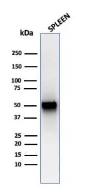 Western Blot: PD-ECGF/Thymidine Phosphorylase Antibody (rTYMP/3444) - Azide and BSA Free [NBP3-08359] - Western Blot Analysis of human spleen tissue lysate using PD-ECGF/Thymidine Phosphorylase Recombinant Mouse Monoclonal Antibody (rTYMP/3444).