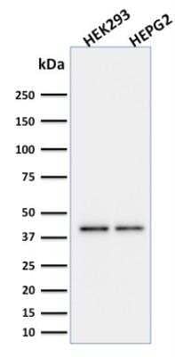 Western Blot: PD-L1 Antibody (PDL1/2746) [NBP2-80490] - Western Blot Analysis of HEK293 and HepG2 cell lysates using PD-L1 Mouse Monoclonal Antibody (PDL1/2746).