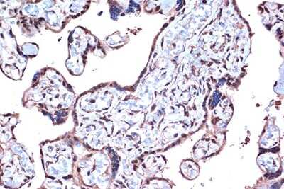 Immunohistochemistry-Paraffin: PDCD4 Antibody (3A8V10) [NBP3-16744] - Immunohistochemistry of paraffin-embedded human placenta using PDCD4 Rabbit mAb (NBP3-16744) at dilution of 1:100 (40x lens).Perform microwave antigen retrieval with 10 mM Tris/EDTA buffer pH 9.0 before commencing with IHC staining protocol.