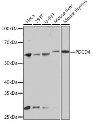 Western Blot: PDCD4 Antibody (3A8V10) [NBP3-16744] - Western blot analysis of extracts of various cell lines, using PDCD4 Rabbit mAb (NBP3-16744) at 1:1000 dilution. Secondary antibody: HRP Goat Anti-Rabbit IgG (H+L) at 1:10000 dilution. Lysates/proteins: 25ug per lane. Blocking buffer: 3% nonfat dry milk in TBST. Detection: ECL Basic Kit. Exposure time: 1min.