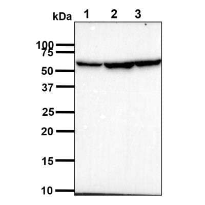 Western Blot: PDCD4 Antibody (4C2) [NBP3-18224] - The cell lysates (40ug) were resolved by SDS-PAGE, transferred to PVDF membrane and probed with NBP3-18224 (1:1000). Proteins were visualized using a goat anti-mouse secondary antibody conjugated to HRP and an ECL detection system. Lane 1: K562 cell lysate. Lane 2: HeLa cell lysate. Lane 3: 293T cell lysate