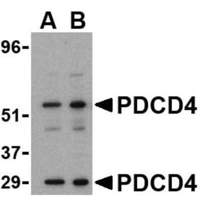 Western Blot PDCD4 Antibody - BSA Free