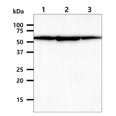 Western Blot: PDCD4 Antibody (k4C1) - BSA Free [NBP1-04329] - The cell lysates (40ug) were resolved by SDS-PAGE, transferred to PVDF membrane and probed with NBP1-04329 (1:1000). Proteins were visualized using a goat anti-mouse secondary antibody conjugated to HRP and an ECL detection system. Lane 1: K562 cell lysate. Lane 2: HeLa cell lysate. Lane 3: 293T cell lysate.