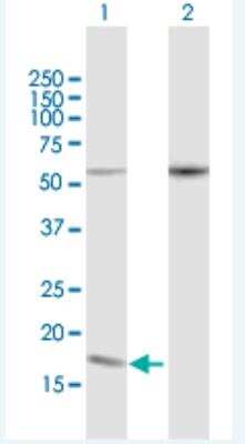 Western Blot: PDCD5 Antibody [H00009141-B03P-50ug] - Analysis of PDCD5 expression in transfected 293T cell line (H00009141-T06) by PDCD5 MaxPab polyclonal antibody. Lane 1: PDCD5 transfected lysate(14.3 KDa). Lane 2: Non-transfected lysate.