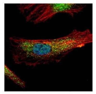 Immunocytochemistry/Immunofluorescence: PDCD6 Antibody [NBP2-19741] - Confocal immunofluorescence analysis of paraformaldehyde-fixed HeLa, using PDCD6 antibody (Green) at 1:500 dilution. Alpha-tubulin filaments are labeled with Alpha-tubulin antibody (Red) at 1:2000.