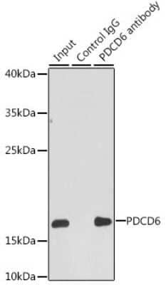 Immunoprecipitation-NBP2-94061-NBP2-94061-Analysis of 200 ug extracts of HepG2 cells, using 3 ug PDCD6 antibody. Western blot was performed from the immunoprecipitation using PDCD6 antibody at a dilution of 1:1000.