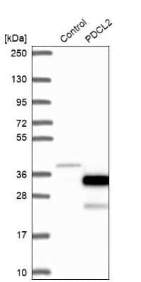 Western Blot: PDCL2 Antibody [NBP2-13744] - Analysis in control (vector only transfected HEK293T lysate) and PDCL2 over-expression lysate (Co-expressed with a C-terminal myc-DDK tag (3.1 kDa) in mammalian HEK293T cells).