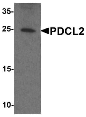 Western Blot PDCL2 Antibody - BSA Free