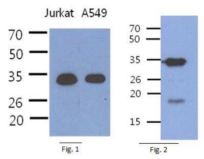 Western Blot: PDCL3 Antibody (8F9) [NBP2-42694] - The extract of Jurkat (40ug), A549 (40ug) were resolved by SDS-PAGE, transferred to PVDF membrane and probed with anti-human PDCL3 antibody (1:1000). Proteins were visualized using a goat anti-mouse secondary antibody conjugated to HRP and an ECL detection system.  Fig. 2: The Human Recombinant protein PDCL3 (100ng) was resolved by SDS-PAGE, transferred to PVDF membrane and probed with anti-human PDCL3 antibody (1:1000). Proteins were visualized using a goat anti-mouse secondary antibody conjugated to HRP and an ECL detection system.