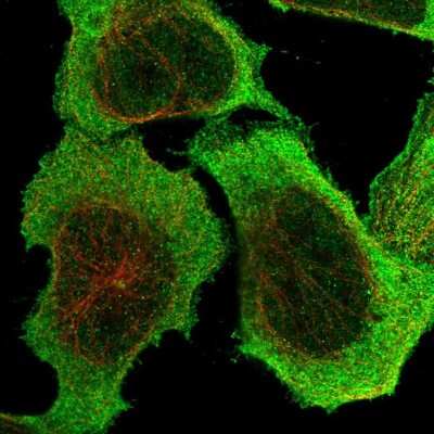 Immunocytochemistry/Immunofluorescence: PDCL3 Antibody [NBP1-80626] - Staining of human cell line U-2 OS shows localization to nucleus & cytosol. Antibody staining is shown in green.