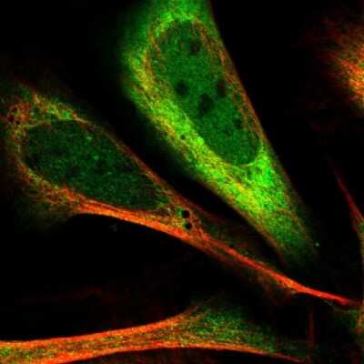 Immunocytochemistry/Immunofluorescence: PDCL3 Antibody [NBP1-80627] - Immunofluorescent staining of human cell line U-2 OS shows localization to nucleus & cytosol.