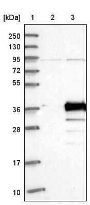 Western Blot PDCL3 Antibody