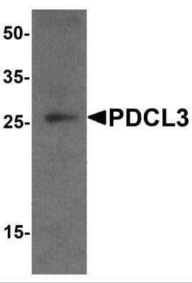 Western Blot PDCL3 Antibody - BSA Free