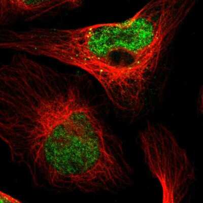 Immunocytochemistry/Immunofluorescence: PDDC1 Antibody [NBP1-93843] - Staining of human cell line U-2 OS shows localization to nucleoplasm. Antibody staining is shown in green.